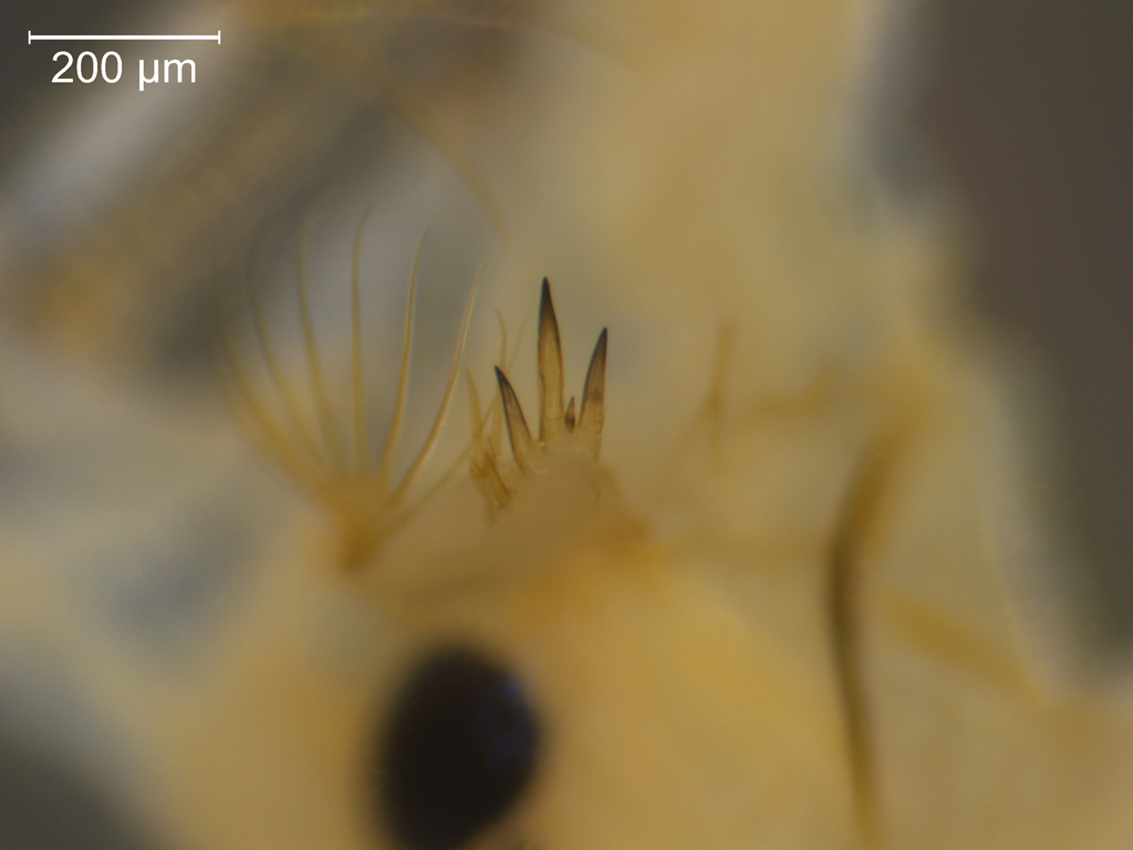 Chaoborus flavicans